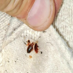 Bedbugs Pest Control by Prestige in Kwa Zulu Natal South Africa ...